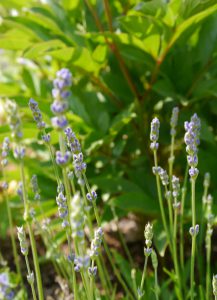 Lavendel vor Pfingstrose